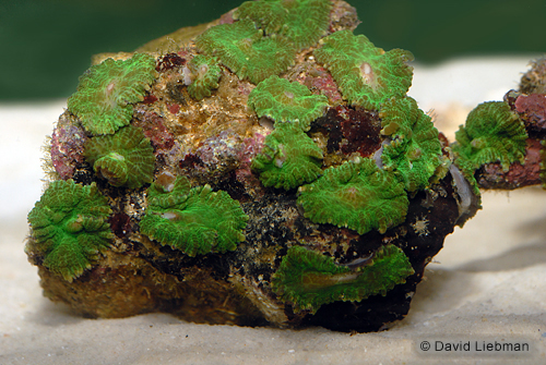 picture of Green Mushroom Rock Lrg                                                                              Actinodiscus sp.