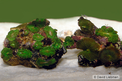 picture of Green Mushroom Rock I/O Sml                                                                          Discosoma sp.