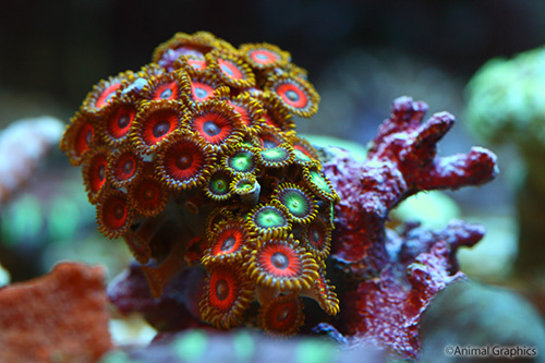 picture of Assorted Zoanthid Polyps Sml                                                                         Zoanthus spp.