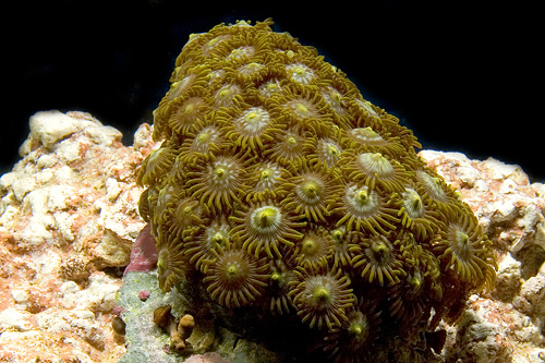 picture of Assorted Fancy Zoanthid Polyp Sml                                                                    Parazoanthus sp.