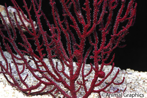 picture of Assorted Tree Sea Fan Med                                                                            Subergorgia, Echinogorgia spp.