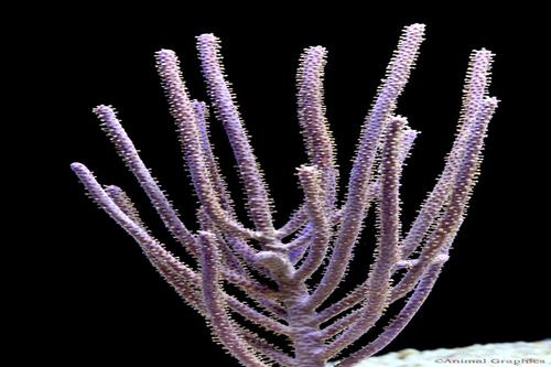 picture of Purple Brush Gorgonian Cultured Sml                                                                  Muriceopsis flavida