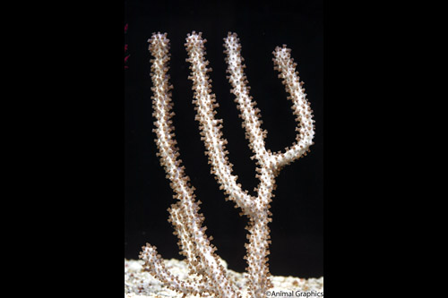 picture of Gorgonian Coral Med                                                                                  Plexaurella sp.