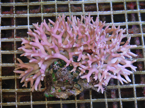 picture of Bird's Nest Coral Sml                                                                                Seriatopora hystrix