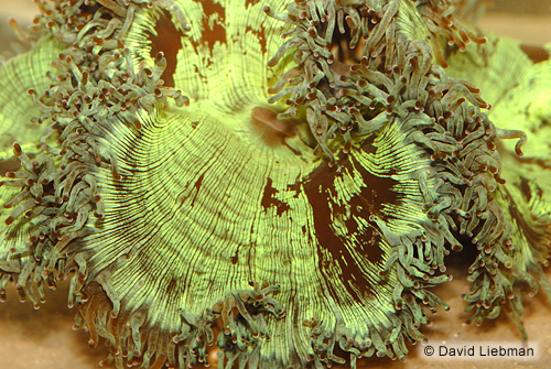 picture of Elegance Coral Sml                                                                                   Catalaphyllia jardinei