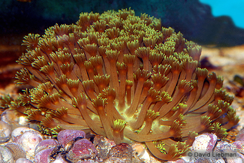 picture of Green Goniopora Flowerpot Coral Med                                                                  Goniopora lobata