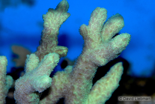 picture of Hydnophora Coral Sml                                                                                 Hydnophora sp.