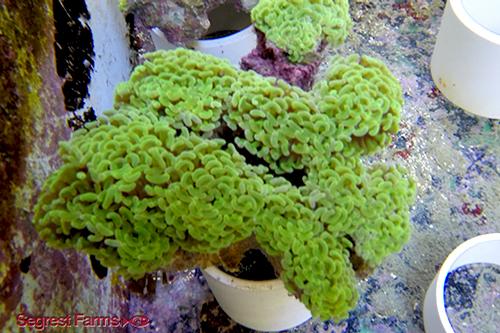picture of Metallic Green Hammer Coral Med                                                                      Euphyllia ancora