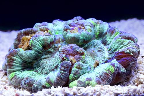 picture of Metallic Green Wellsophyllia Coral Med                                                               Trachyphyllia radiata