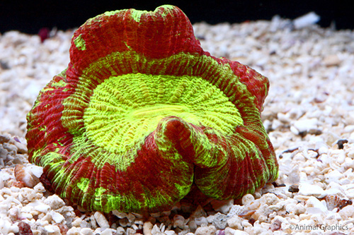 picture of Red Open Brain Coral Sml                                                                             Trachyphyllia geoffroyi
