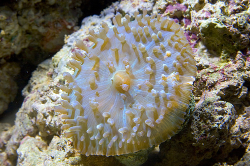 picture of Super Elegance Coral Med                                                                             Catalaphyllia jardinei