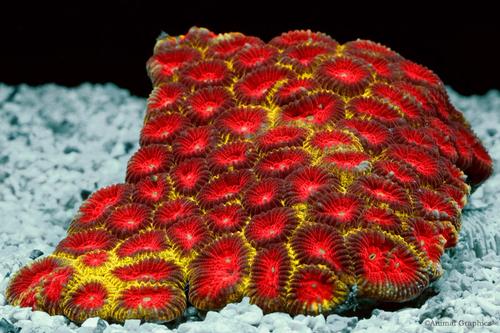 picture of Red Moon Brain Coral Sml                                                                             Favia pallida
