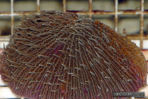 picture of Short Tentacle Plate Coral Lrg                                                                       Fungia repanda