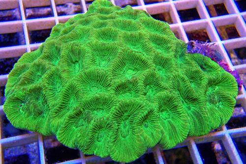 picture of Favia Irish Moss Coral Sml                                                                           Goniastrea sp.