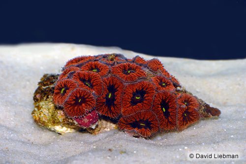 picture of Blastomussa Strawberry Coral Sml                                                                     Blastomussa wellsi
