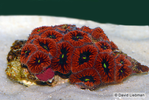 picture of Blastomussa Strawberry Coral Med                                                                     Blastomussa wellsi