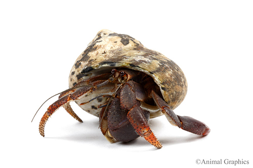 picture of Caribbean Hermit Crab Sml                                                                            Coenobita clypeatus