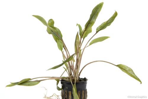 picture of Red Cryptocoryne Wendtii Potted Xlg                                                                  Cryptocoryne wendtii