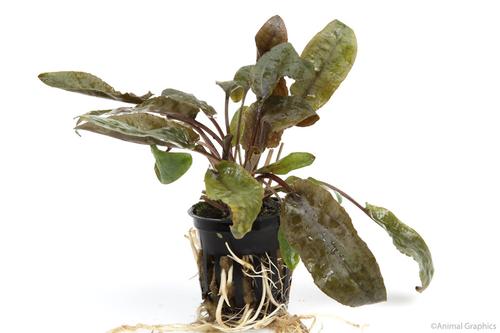 picture of Bronze Cryptocoryne Wendtii Potted Lrg                                                               Cryptocorne wendtii bronze