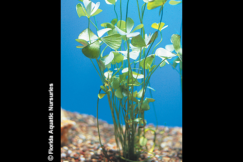 picture of Four Leaf Clover Submersed Potted Reg                                                                Marsilea quadrifolia