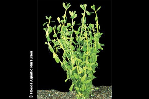 picture of Moneywort Potted Reg                                                                                 Bacopa monnieri