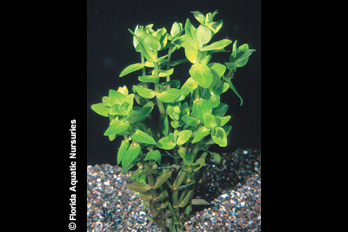 picture of Bacopa Plant Bunched Reg                                                                             Bacopa caroliniana