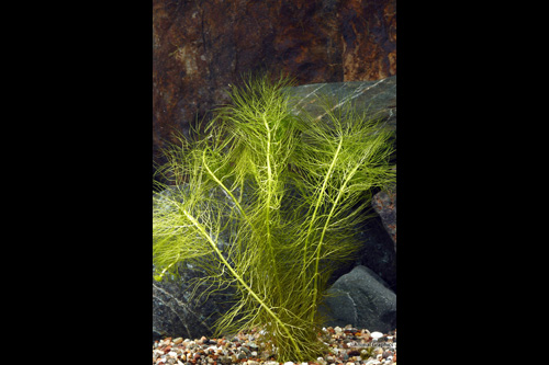 picture of Green Myrio Plant Bunched Reg                                                                        Myriophyllum heterophylum