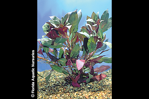 picture of Ludwigia Peruensis Plant Bunched Reg                                                                 Ludgwigia peruensis