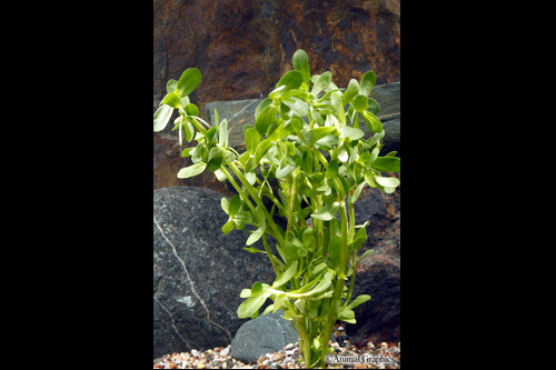 picture of Moneywort Plant Bunched Reg                                                                          Bacopa monnieri
