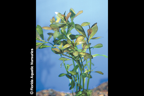 picture of Red Ludwigia Plant Bunched Reg                                                                       Ludwigia repens