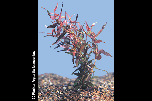 picture of Rotala Magenta Plant Bunched Reg                                                                     Rotala magenta