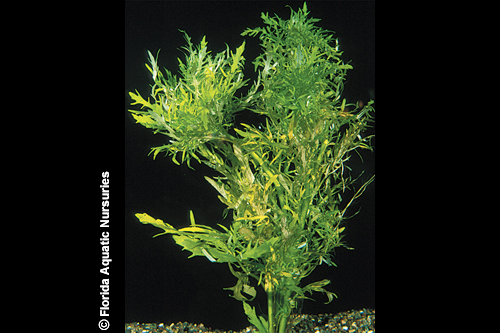 picture of Wisteria Plant Bunched Reg                                                                           Hygrophila difformis