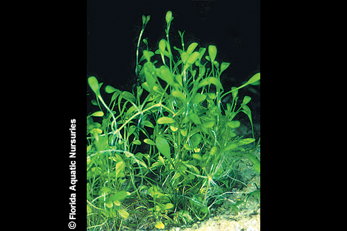 picture of Glossostigma Plant Bunched Reg                                                                       Glossostigma elatioides