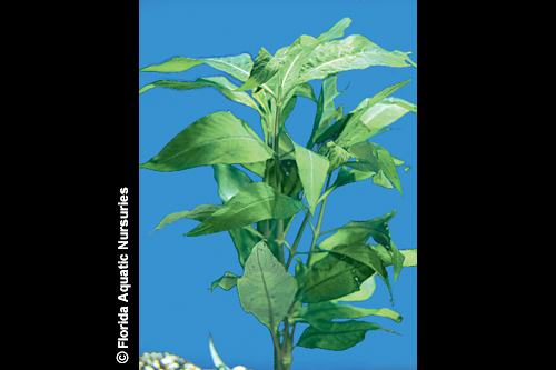 picture of Narrow Leaf Temple Plant Bunched Reg                                                                 Nomaphila siamenenis