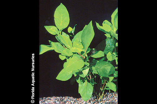 picture of Cherry Hedge Plant Bunched Reg                                                                       Alternanthera ficoidea
