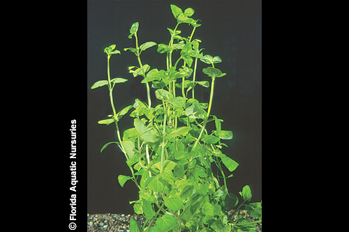 picture of Creeping Charlie Plant Bunched Reg                                                                   Micromeria brownei