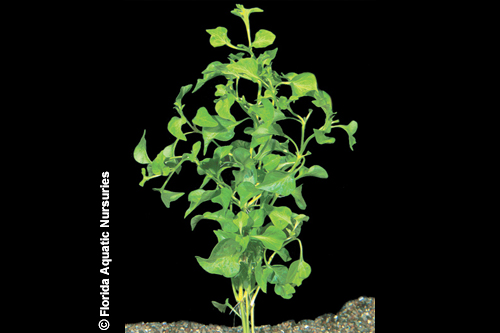 picture of Green Hedge Plant Bunched Reg                                                                        Alternanthera ficoidea