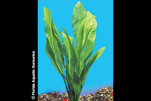 picture of Amazon Sword Plant Lrg                                                                               Echinodorus bleheri