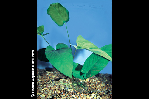 picture of Anubias Barteri Plant Lrg                                                                            Anubias barteri