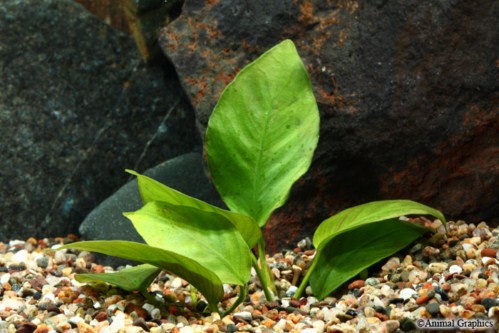 picture of Anubias Nana Plant Med                                                                               Anubias barteri var. nana