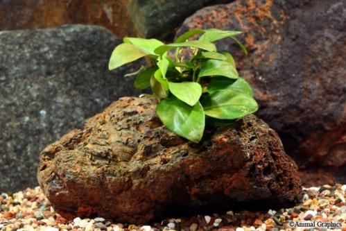picture of Anubias Nana Plant On Lava Rock                                                                      Anubias barteri var. nana