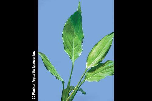 picture of Brazilian Sword Plant Sml                                                                            Spathiphyllum tasson