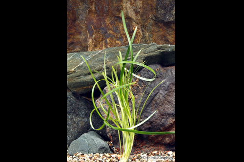 picture of Green Mondo Grass Plant Reg                                                                          Ophiopogon japonica