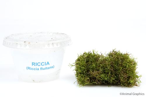 picture of Riccia Plant Cupped Portion                                                                          Riccia fluitans