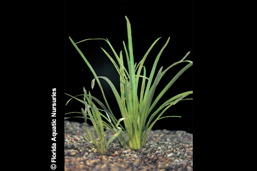 picture of Sagittaria Subulata Plant Reg                                                                        Sagittaria subulata