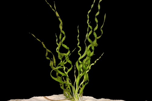 picture of Vesuvius Sword Plant Reg                                                                             Echinodorus angustifolia 'Vesuvius'