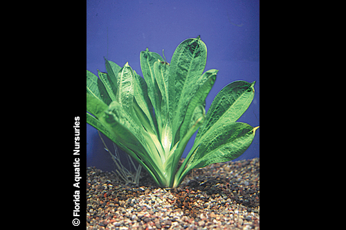 picture of Rosette Sword Plant Reg                                                                              Echinodorus parviflorus 'Tropica'