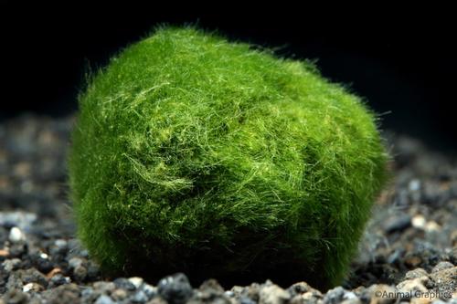 picture of Moss Ball Plant Sml                                                                                  Chladophora aegagropila