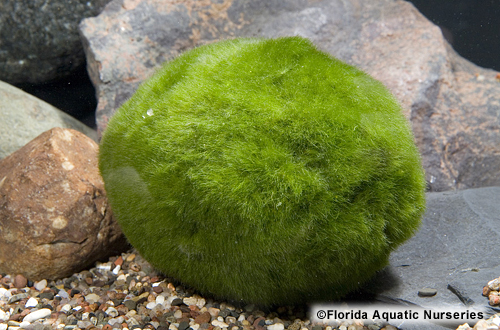 picture of Moss Ball Plant Xlg                                                                                  Chladophora aegagropila