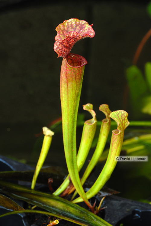 picture of Pitcher Plant Potted Reg                                                                             Sarracenia sp.